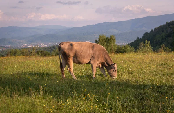 Kráva Horské Pastvině Jaře — Stock fotografie