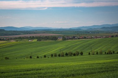 Yeşil buğdaylı tarlaların manzarası