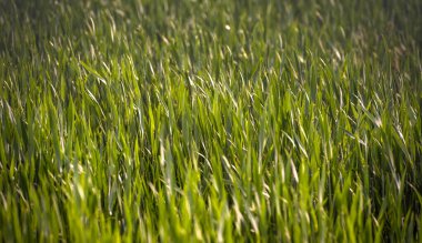 Yeşil buğdaylı tarlaların manzarası