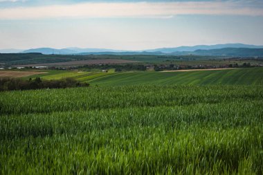 Yeşil buğdaylı tarlaların manzarası
