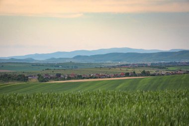 Yeşil buğdaylı tarlaların manzarası
