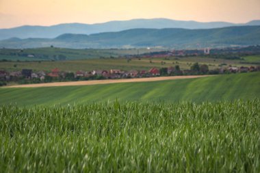 Yeşil buğdaylı tarlaların manzarası