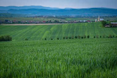 Yeşil buğdaylı tarlaların manzarası