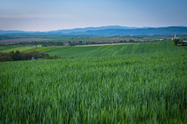 Yeşil buğdaylı tarlaların manzarası