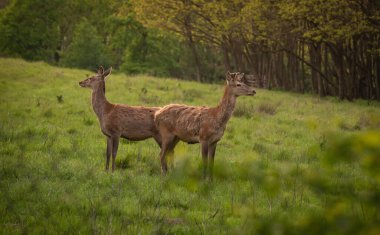 Bahar otlağında kızıl geyik