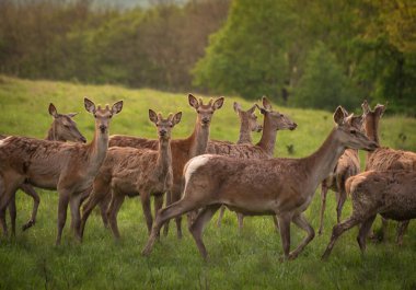 Bahar otlağında kızıl geyik