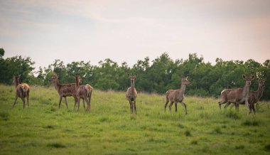 Bahar otlağında kızıl geyik
