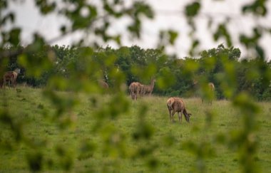 Bahar otlağında kızıl geyik