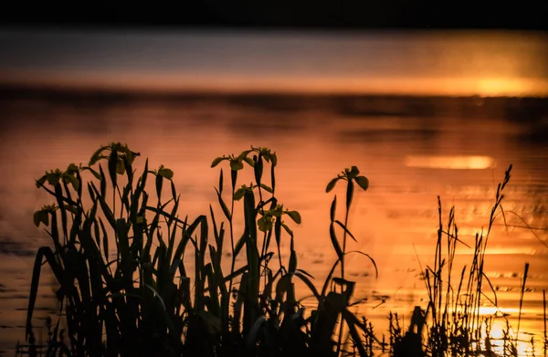 Schöne Goldene Stunde See — Stockfoto