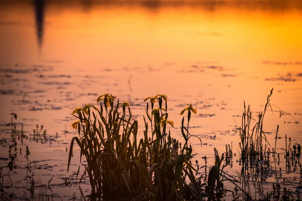 Vacker Gyllene Timme Sjön — Stockfoto