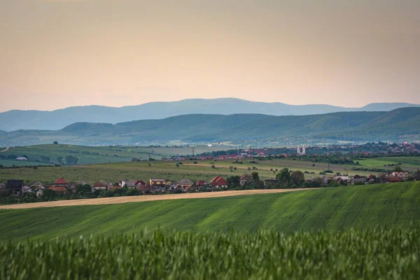 Paesaggio Campi Agricoli Con Grano Verde — Foto Stock