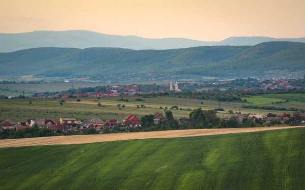 Paesaggio Campi Agricoli Con Grano Verde — Foto Stock