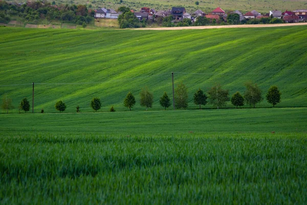 Пейзаж Сельскохозяйственных Полей Зеленой Пшеницей — стоковое фото