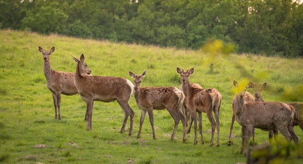 春天牧场上的红鹿 — 图库照片