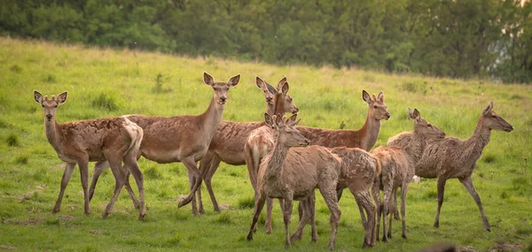 Rothirsch Auf Der Frühlingsweide — Stockfoto