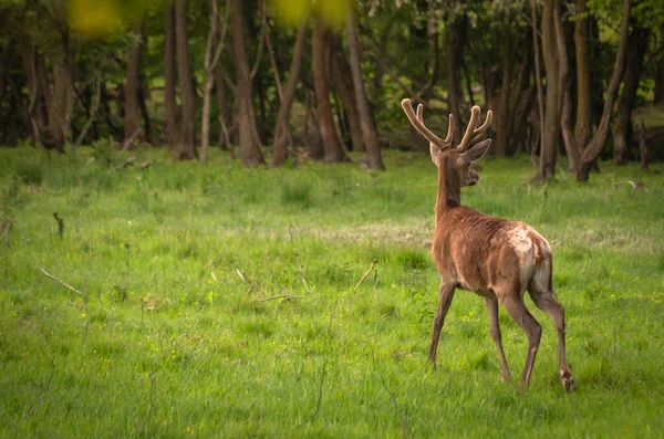 Rode Herten Lente Weide — Stockfoto