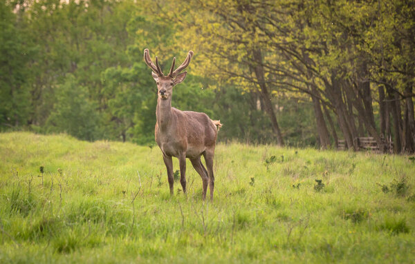 Red deer in spring pasture