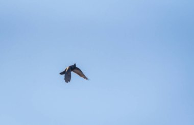 Güvercin uçuşta manevra yapıyor.