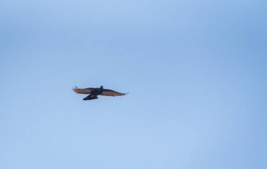 Güvercin uçuşta manevra yapıyor.