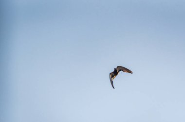 Güvercin uçuşta manevra yapıyor.