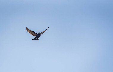 Güvercin uçuşta manevra yapıyor.