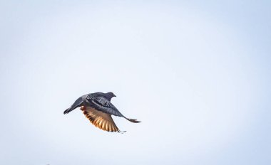 Güvercin uçuşta manevra yapıyor.