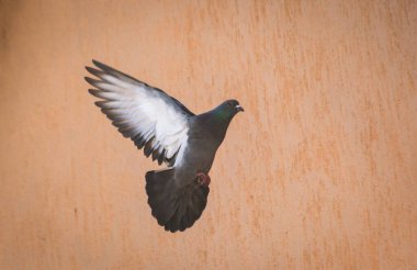 Güvercin uçuşta manevra yapıyor.