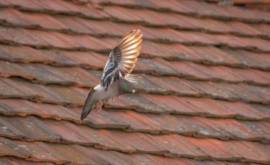 Güvercin uçuşta manevra yapıyor.