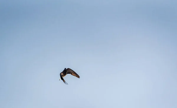 Güvercin Uçuşta Manevra Yapıyor — Stok fotoğraf