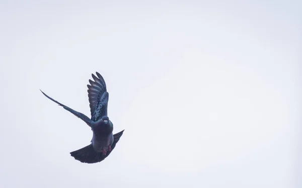 비둘기는 날아가면서 동작을 — 스톡 사진
