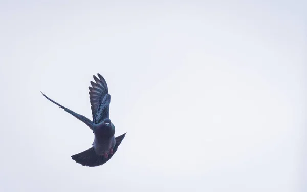 Colomba Compie Una Manovra Volo — Foto Stock