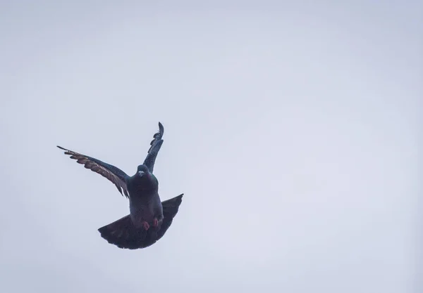 Duif Voert Een Manoeuvre Uit Tijdens Vlucht — Stockfoto