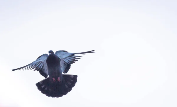 Duif Voert Een Manoeuvre Uit Tijdens Vlucht — Stockfoto