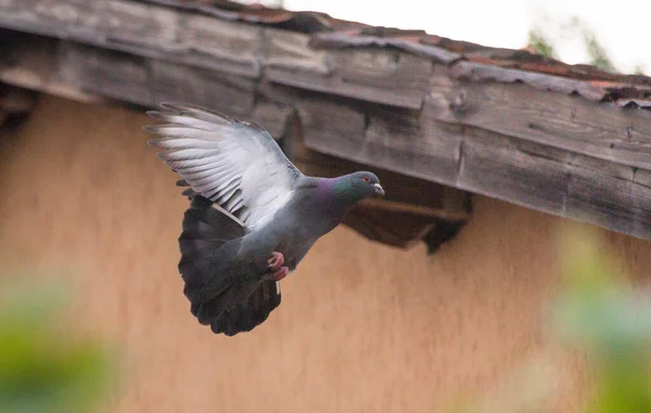 Dove Performs Maneuver Flight — Stock Photo, Image