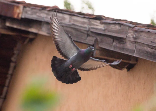 Dove Performs Maneuver Flight — Stock Photo, Image