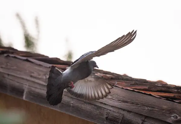 Dove Performs Maneuver Flight — Stock Photo, Image