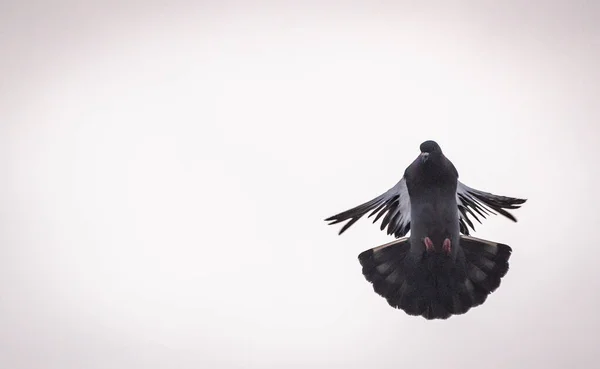 鳩は飛行中に操縦を行う — ストック写真