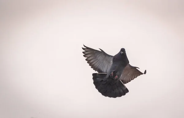 Colomba Compie Una Manovra Volo — Foto Stock