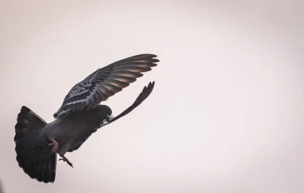Güvercin Uçuşta Manevra Yapıyor — Stok fotoğraf