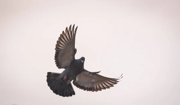 Dove Realiza Una Maniobra Vuelo —  Fotos de Stock