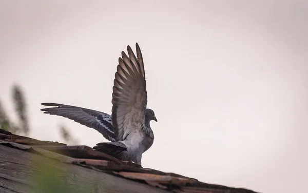 Duva Utför Manöver Flygning — Stockfoto