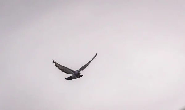 Duif Voert Een Manoeuvre Uit Tijdens Vlucht — Stockfoto