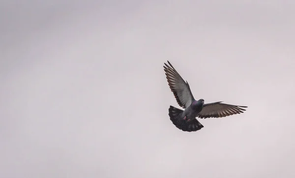 鳩は飛行中に操縦を行う — ストック写真