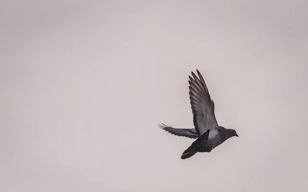 Holubice Provádí Manévr Letu — Stock fotografie