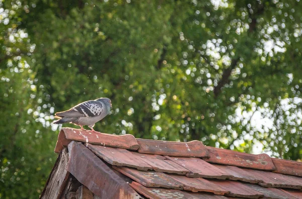 ロンリーは夜屋根の上に鳩 — ストック写真