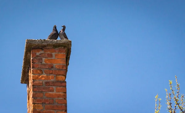 Ein Taubenpaar Abend Auf Dem Dach — Stockfoto