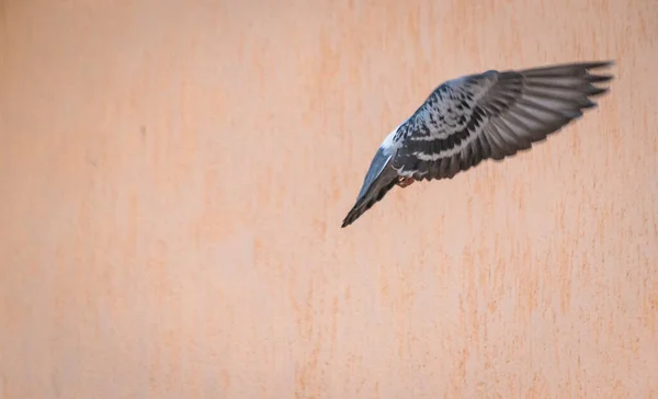 Dove Realiza Una Maniobra Vuelo — Foto de Stock