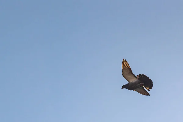 鳩は飛行中に操縦を行う — ストック写真