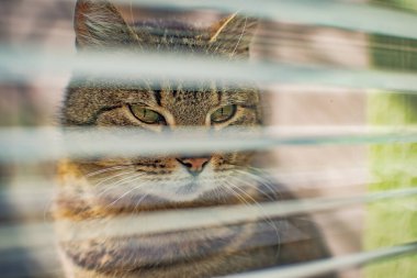 izlerken bir kedi portresi