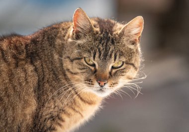 izlerken bir kedi portresi